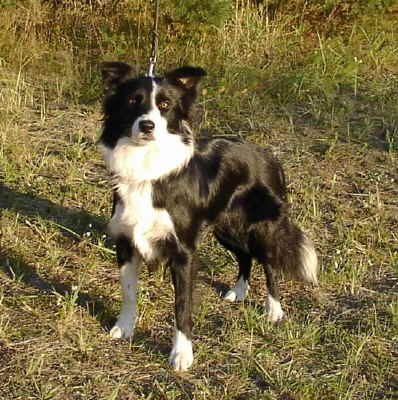 Ronja